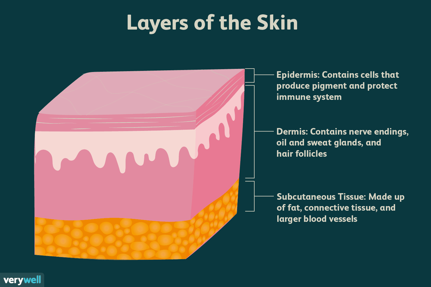 <p>Epidermis, dermis, hypodermis</p>