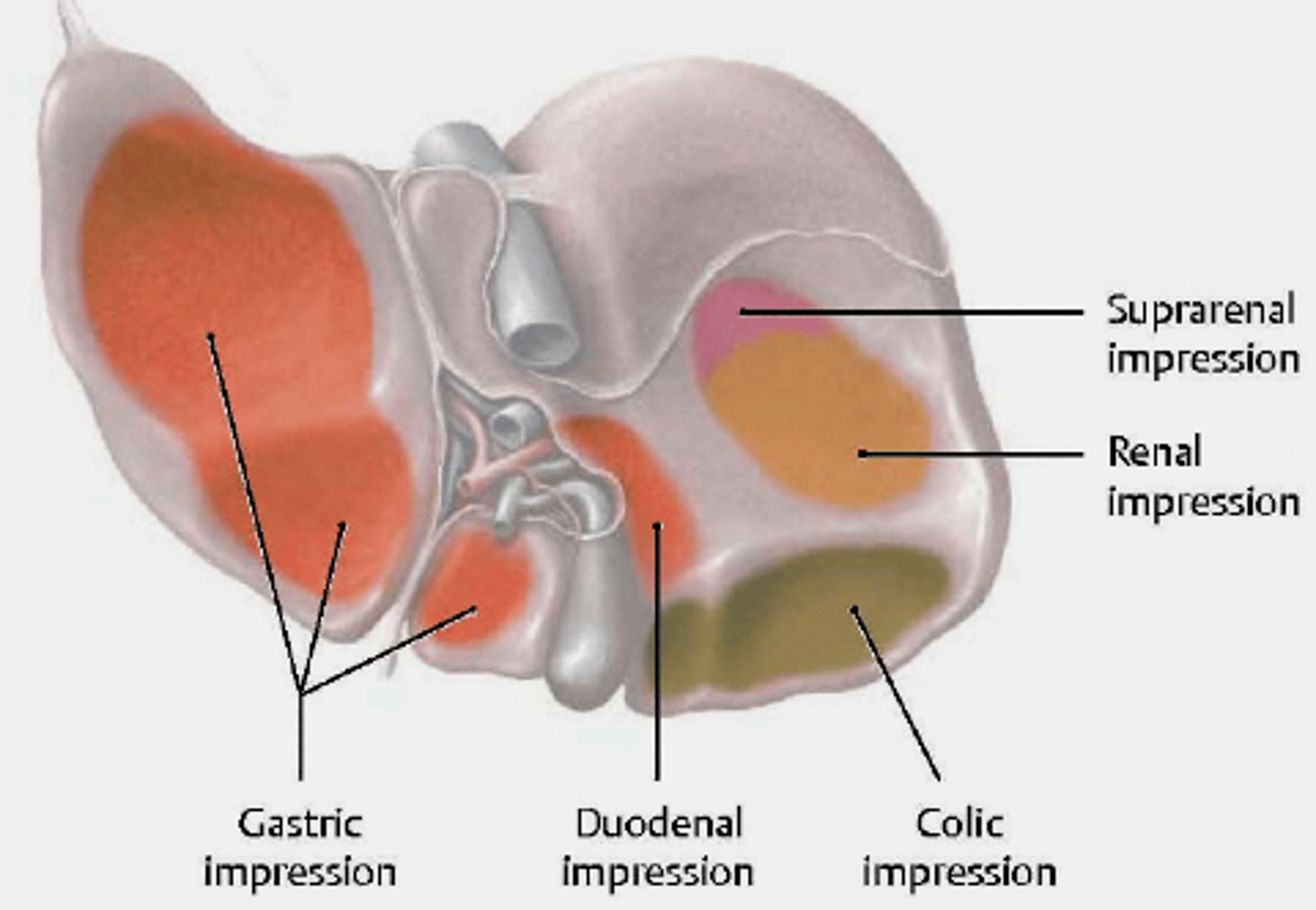 <p>Note that organs in direct contact with liver can spread cancer directly to the liver</p>