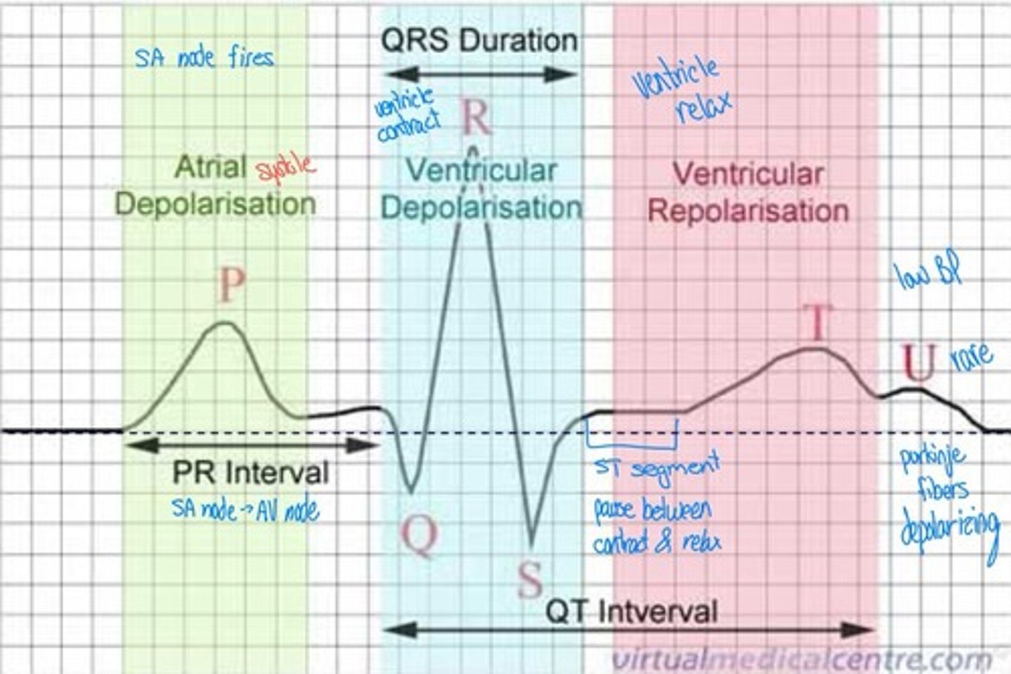 <p>The return of membrane potential to a negative value as ions return to resting state.</p>