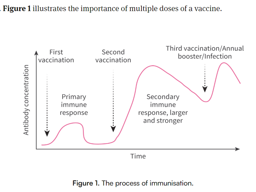 <p>Vaccines work by mimicking an infection. This prompts the immune system to respond by producing memory B-cells that "remember" the pathogen.</p><ul><li><p><strong>Primary Immune Response</strong>: Occurs when the body encounters the antigen for the first time. This response is slower as the immune system learns to recognize the pathogen.</p></li><li><p><strong>Secondary Immune Response</strong>: If the body encounters the same pathogen again, memory B-cells quickly recognize and respond, often neutralizing the pathogen faster and more effectively.</p></li></ul><p></p>