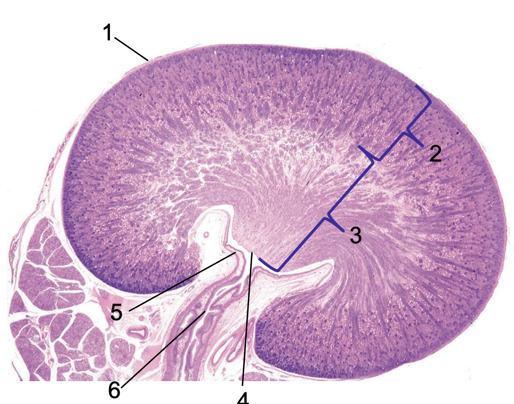 <p>what is 5?</p>