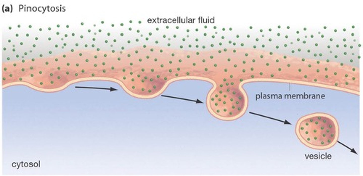 <p>cellular drinking</p>