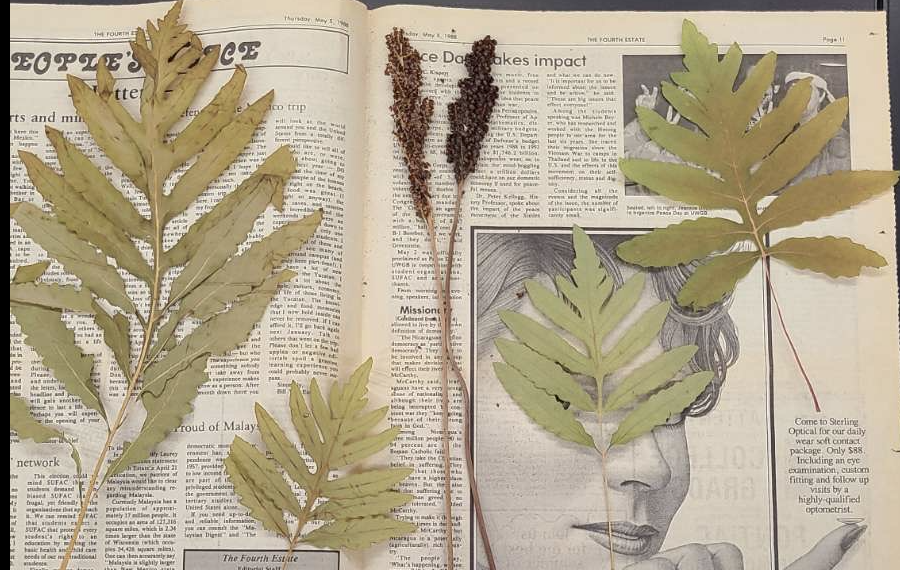 <p>plant?</p>