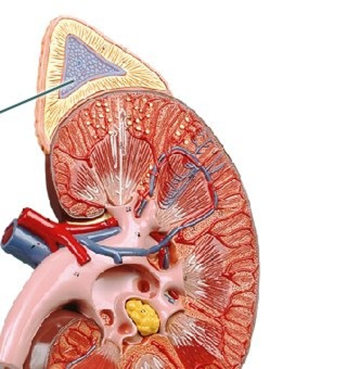 <p>Adrenal Gland:</p><p>What is the adrenal medulla responsible for?</p>