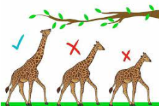 <p>The process by which favourable traits become more common in successive generations of a population, and unfavourable heritable traits become less common. </p>