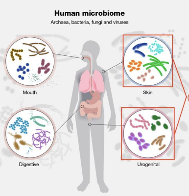 <ul><li><p>Between-sample diversity </p></li><li><p>How do microbial communities differ between samples?</p></li><li><p>Community level similarity or dissimilarity </p></li><li><p>How much overlap in species composition is there between two samples?</p></li></ul><img src="https://knowt-user-attachments.s3.amazonaws.com/2a1e833e-058f-4f60-8e6e-235d7768f6e0.png" data-width="100%" data-align="center"><p></p>