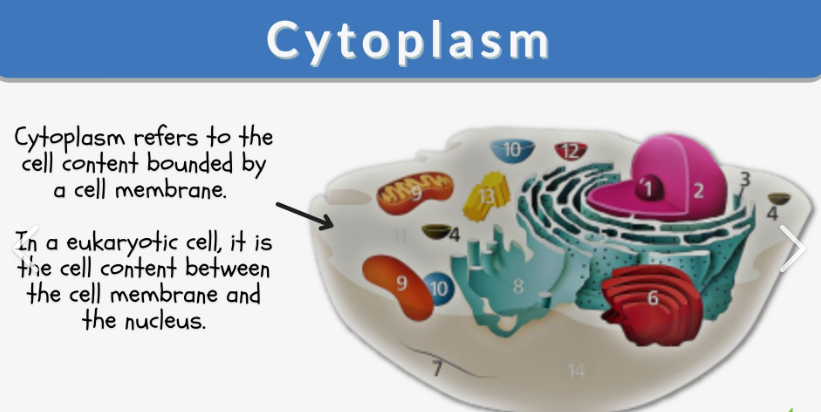 <p><span><span>Consists of a clear liquid called cytosol, a supportive framework or cytoskeleton, and networks of membranes and organelles.</span></span></p>