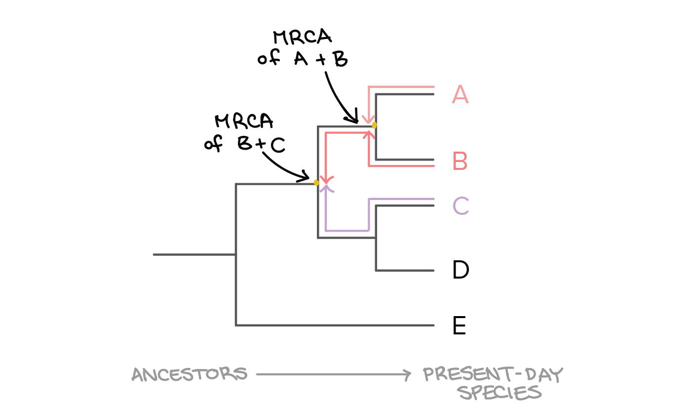 <p>found at each branch point, represents most recent ancestor shared by all descendants</p>