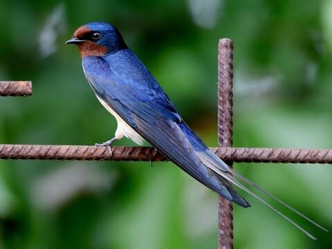 <p>What bird is this?</p>