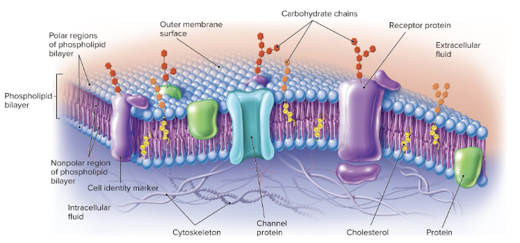 Know the structure of the plasma membrane