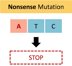 <p>a premature stop codon, and ends the protein sequence early </p>