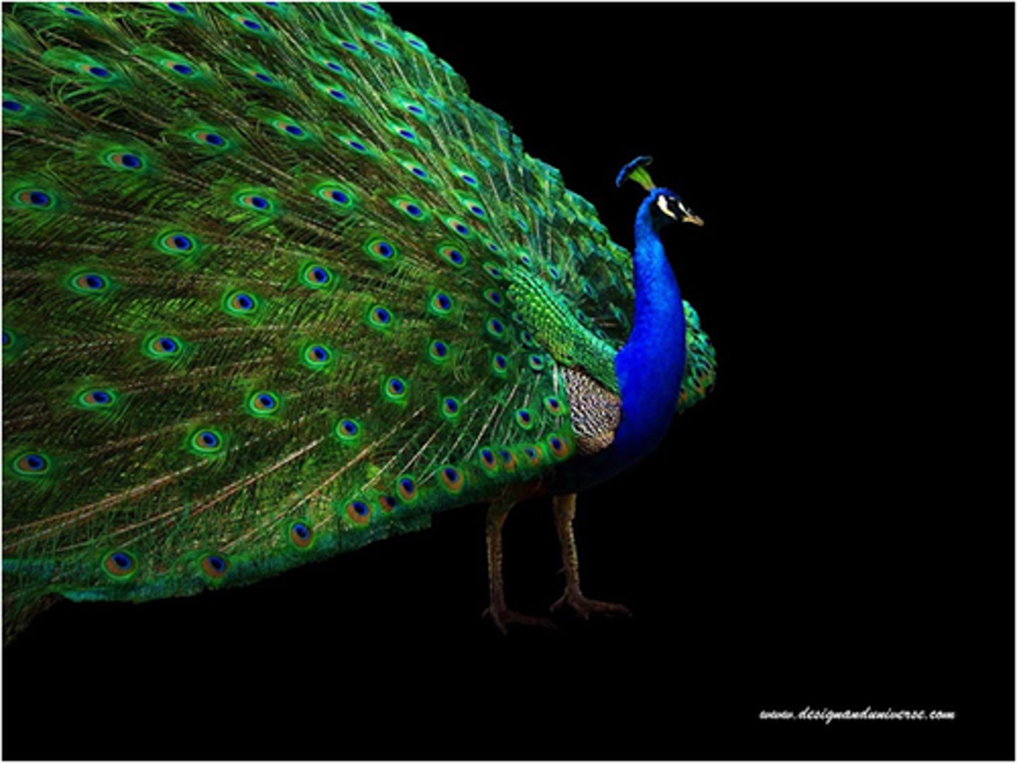 <p>Natural selection for mating success.</p>