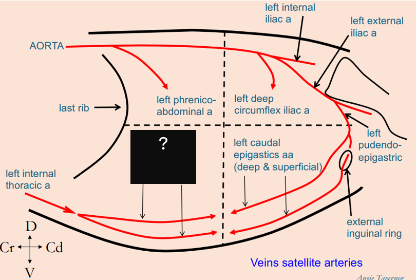 <p>What arteries penetrate the cranioventral abdominal quadrant?</p>