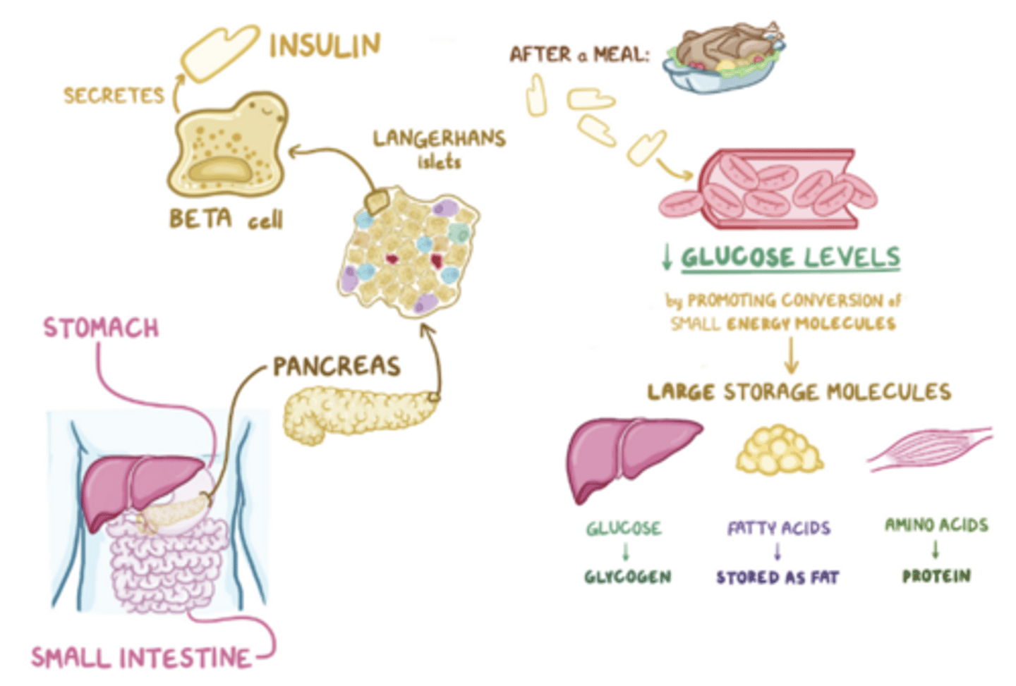<p>increased muscle and adipose glucose uptake and decreased liver production/ release of glucose to lower blood sugar</p>