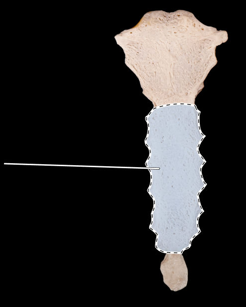 <p>What is the highlighted section called?</p><p>(Sternum, anterior view).</p>
