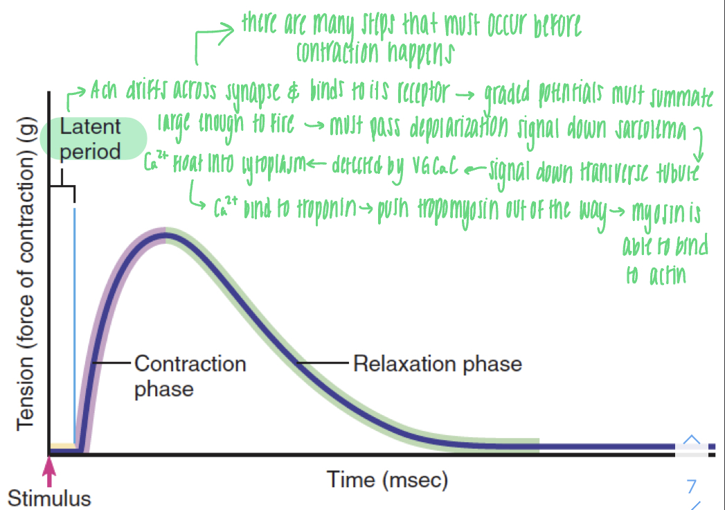 <ul><li><p>time between action potential and contraction</p></li><li><p>occurs bc there are many steps that must occur before contraction happens</p></li><li><p>action potential always releases same amount of calcium, therefore there is the same amount of contraction or strength</p></li></ul>