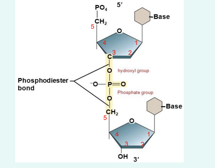 <p>» Chemical bonds that link two nucleotides to form the</p><p>backbone of a DNA strand</p><p></p><p>» Hydroxyl group (–OH) on 3’ carbon of one sugar</p><p>joins phosphate group (–PO4) on the 5’ carbon of the</p><p>next nucleotide to form a phosphodiester bond</p><p>» 5’ – phosphate group</p><p>» 3’ – hydroxyl group of a pentos</p>