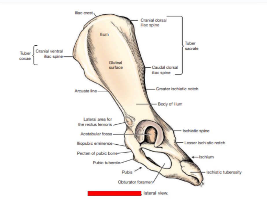 <p>Which hip bone is this?&nbsp;</p>