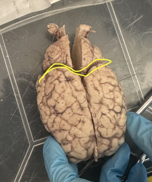 <p>What is the yellow circle indicating on the sheep's brain?</p>