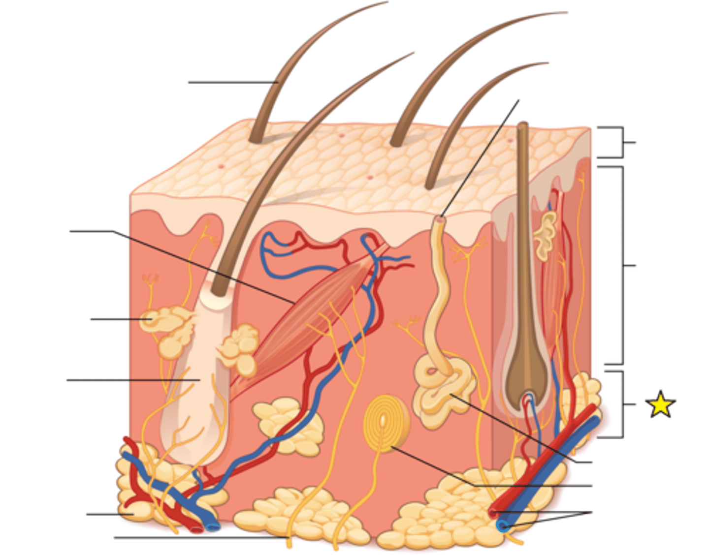 <p>The innermost (or deepest) and thickest layer of skin; Separates skin from deeper structures; Stabilizes position of skin relative to underlying tissues; Allows independent movement; Dominated by adipose tissue</p><p>Important energy storage site.</p>