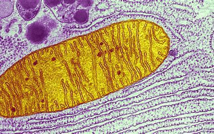 Mitochondrion