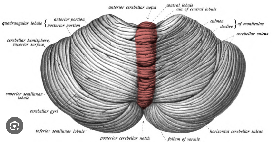 <p>the vermis</p>