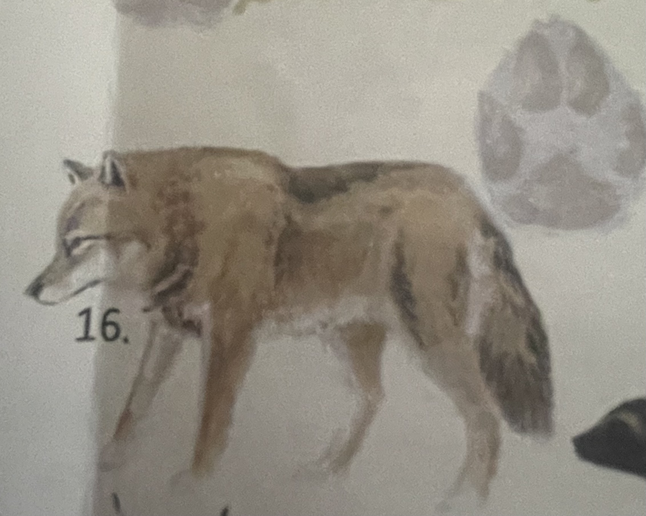 <p>mikä eläin</p>