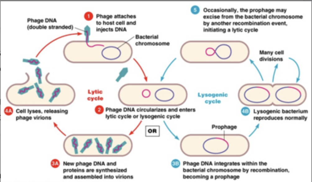 - Lambda absorbs to the LamB porin of E coli; after injecting its genome it can take on one of two pathways: lytic pathway or lysogenic pathway
- Attachment and injection: λ attaches at LamB, a porin involved in maltose transport; utilizes the cell's Mannose transporter system to facilitate entry into the cytoplasm
- λ makes a critical decision: lytic or lysogenic
- Assembly and release: capsid proteins self assemble into viral particles; viral; DNA is packaged in "head full" manner; tails are assembled to full heads; makes protein to depolymerize peptidoglycan; bursts host cell to release progeny phage
