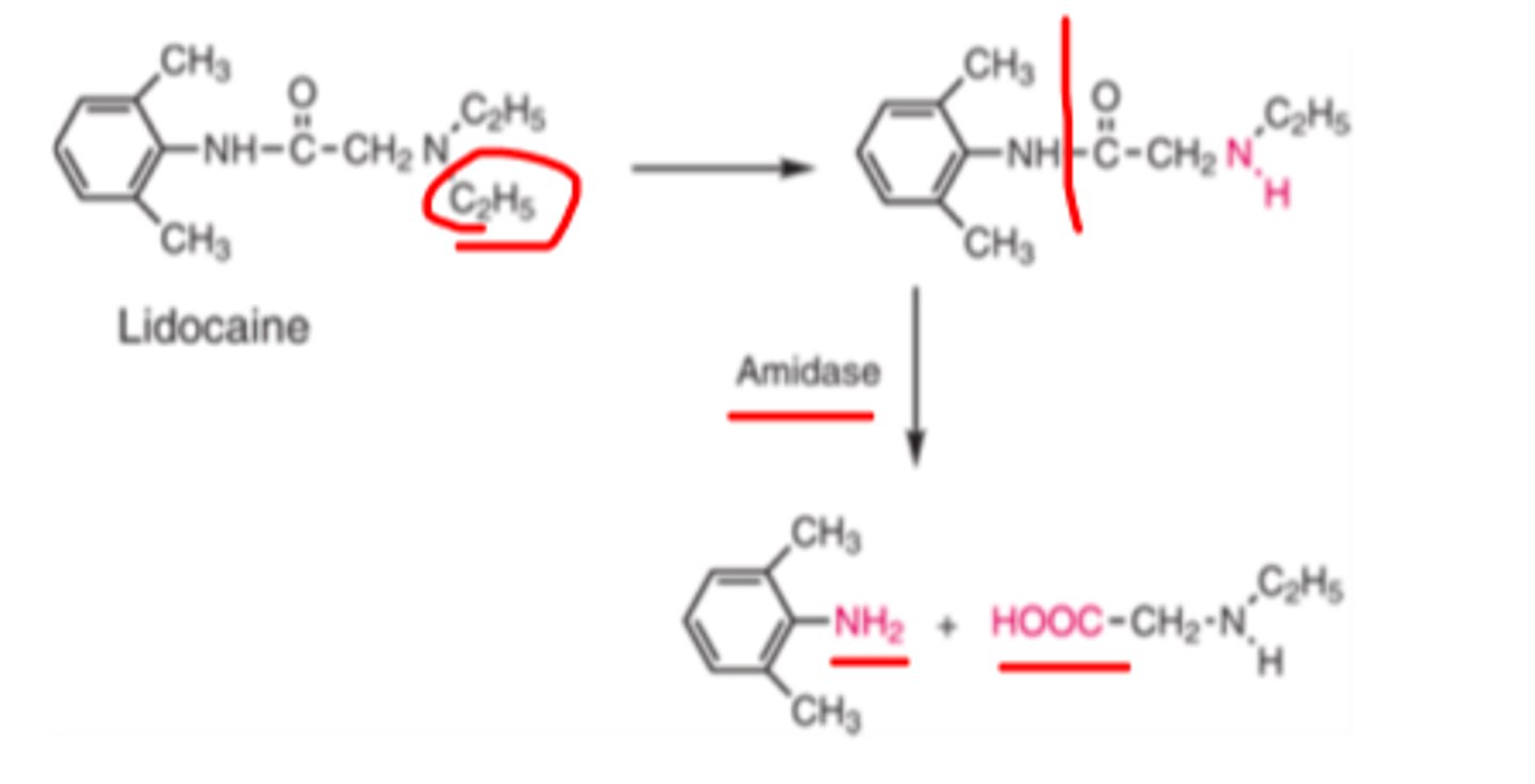 <p>N-deethylation, followed by amidase-catalyzed hydrolysis into N-ethylglycine and 2,6-dimethylaniline</p>