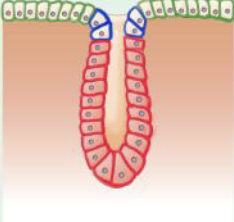 <p>Tubular glands</p>