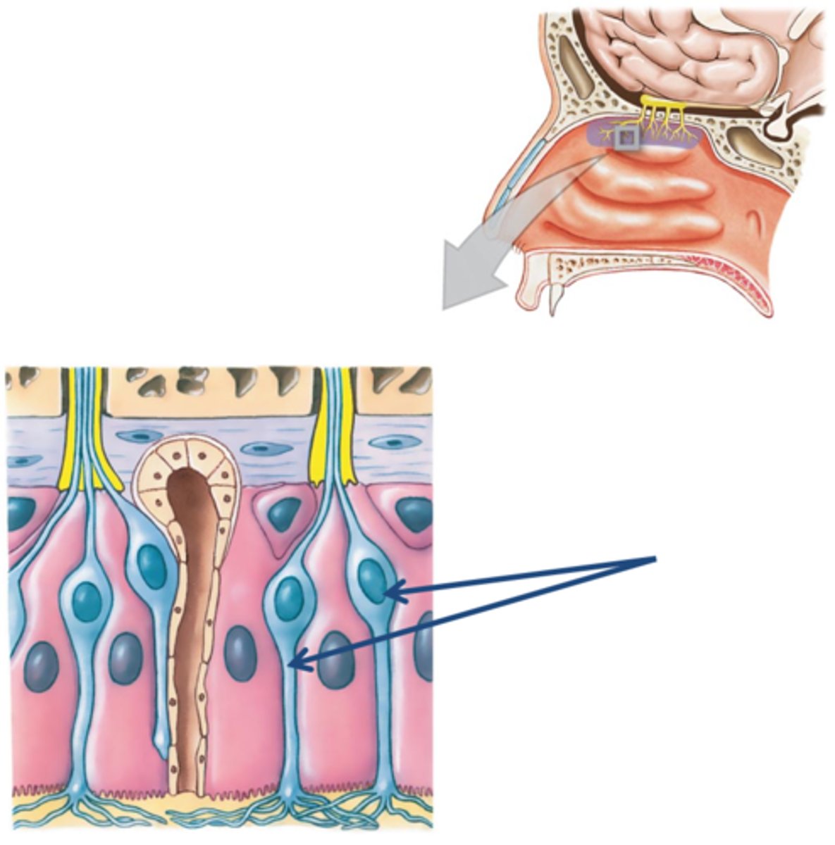 <p>A type of neuron, found in the olfactory epithelium, which senses airborne odorants via specialized receptor proteins.</p><p>Bipolar neuron</p>