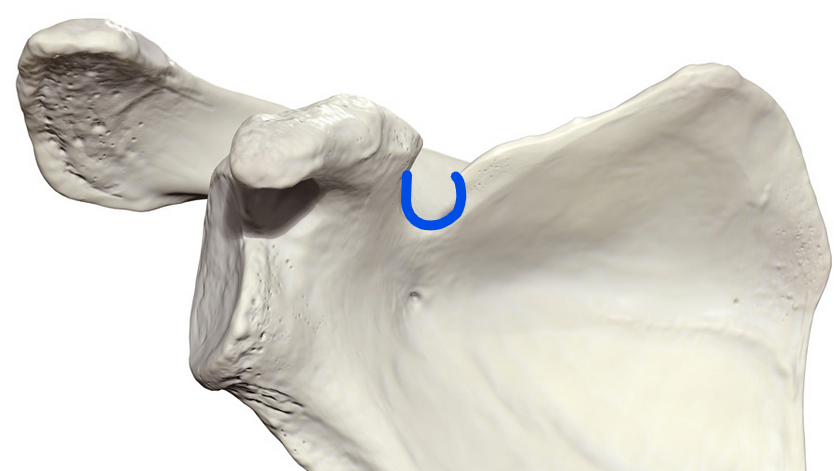 <p><span>Groove located on the superior border of the scapula that allows the suprascapular nerve to pass through</span></p>