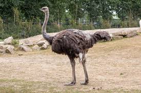 <p>ostrich</p>