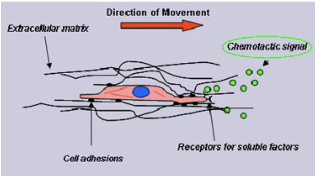 <ul><li><p>Step 1: <strong>Address recognition</strong> → ICAM–integrin binding stops leukocytes</p></li><li><p>Step 2: <strong>Chemotaxis</strong> → cells follow <strong>chemokine gradients</strong></p><ul><li><p>Highest chemokine concentration = site of injury/infection</p></li><li><p>Cells express chemokine receptors → move toward source</p></li></ul></li><li><p>Movement: cytoskeleton rearranges → cells become <strong>pointy &amp; crawl</strong> through extracellular matrix</p></li><li><p>Clinical relevance:</p><ul><li><p>Basis for <strong>cancer immunotherapy</strong> → induce tumors to release chemokines to attract immune cells</p></li></ul></li><li><p>Must be <strong>tightly coordinated</strong> → imbalance = harmful (e.g., excessive inflammation, fever)</p></li></ul><p></p>