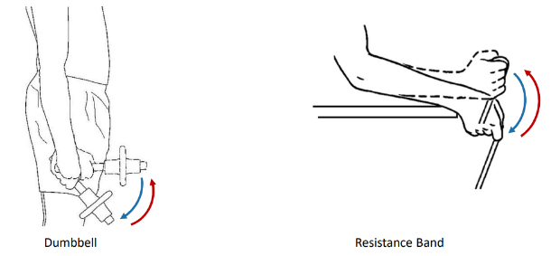 <p>These 2 isotonic exercises are called what?</p>