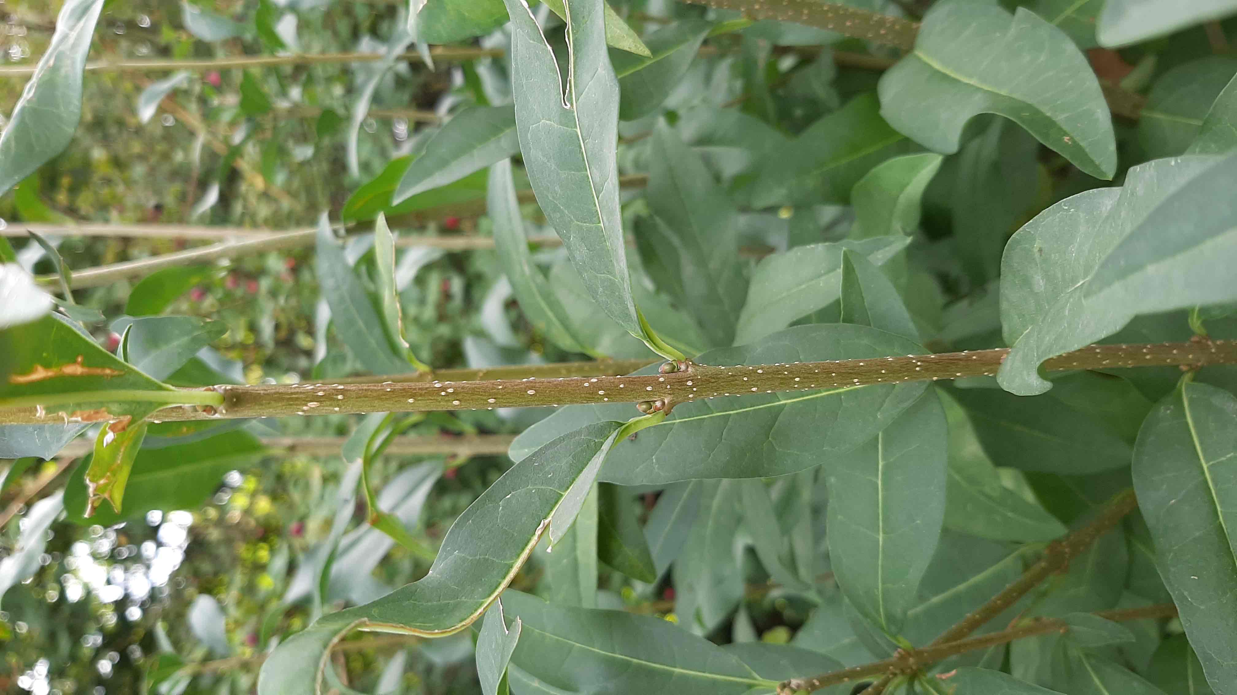 <p>Ligustrum vulgare</p>