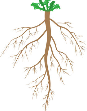 <p>taproot</p>