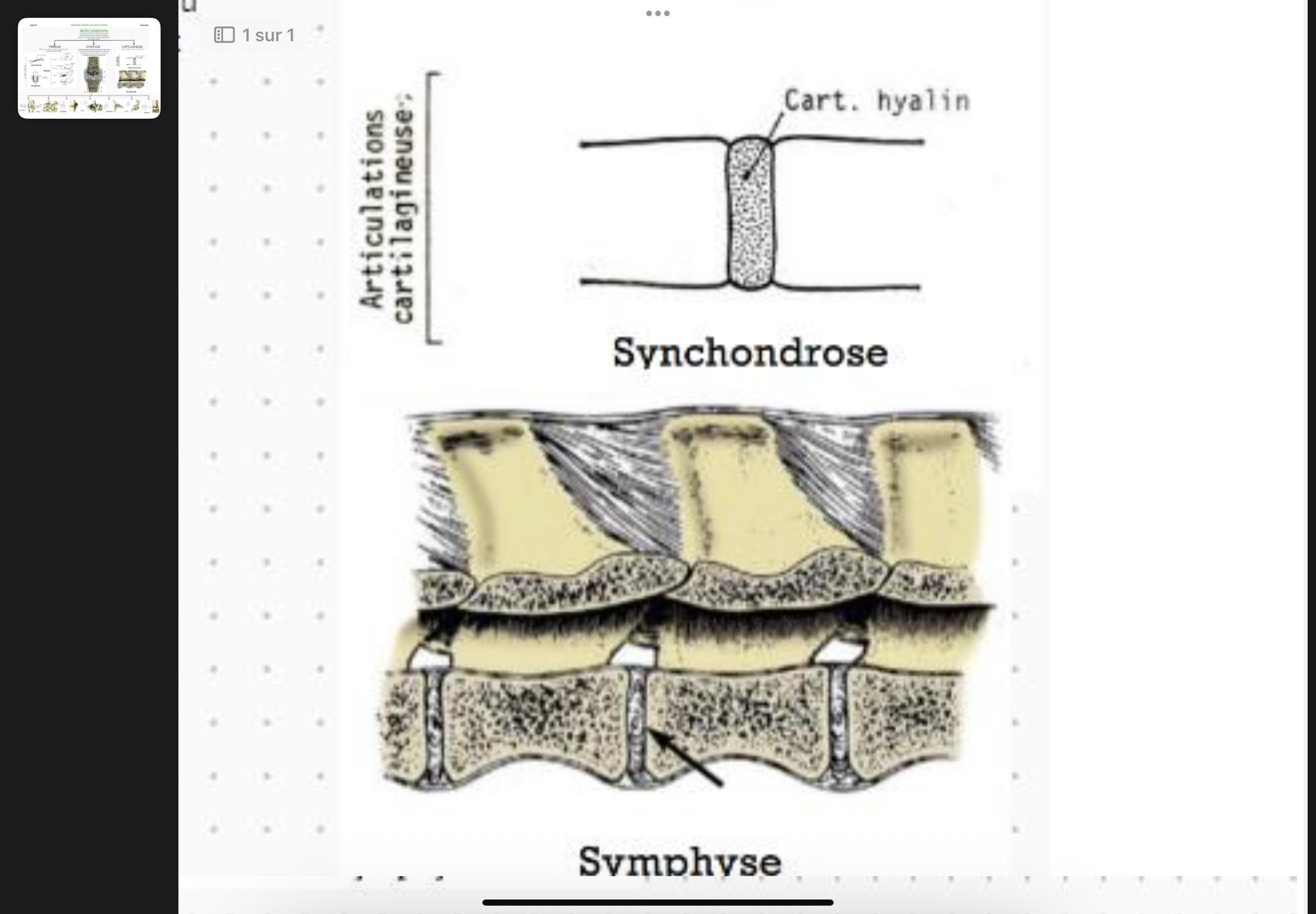 <p>Semi-mobiles : tronc et vertebres</p>