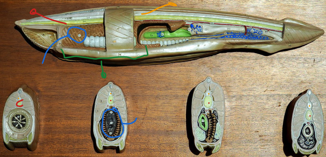 <p>Blue structure of this Cephalochordata (Amphioxus)?</p>