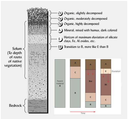 <p>describe the <strong>E horizon.</strong></p>
