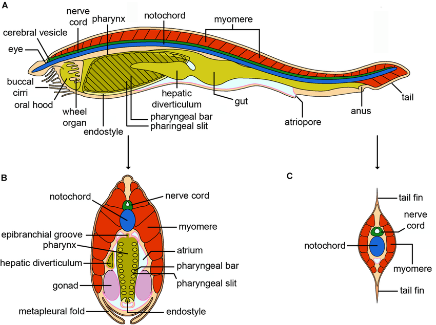 <p>25 fishlike species (lancelet or amphioxus)</p><p>burrowing, sedentary</p><p>elongation notochord aids in burrowing, past the head.</p><p>pharyngeal slits for feeding, not gas exchange</p><p>Myomeres = blocks of striated muscle (like salmon)</p><p>contraction of myomeres bends the body </p><p>Cephalo= head</p>