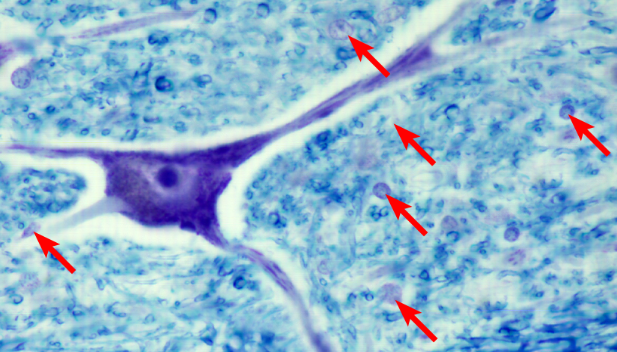 knowt flashcard image