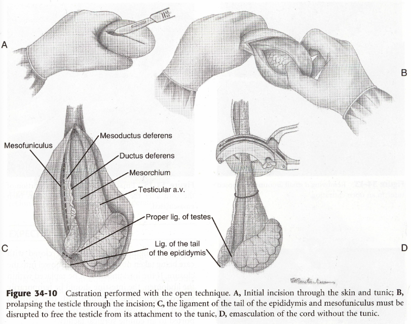 <ul><li><p><span>Recumbent castration without closure and with/without ligation – done with emasculator or twisting – Stops the bleeding.&nbsp;</span></p></li><li><p><span>Initial incision through the skin and tunic</span></p></li><li><p><span>Prolapse testicle through incision and break lig. cauda epididymis from the tunic</span></p></li><li><p><span>Emasculator: Sandy, Henderson,&nbsp;</span></p></li><li><p><span>Twisting method: Henderson method and Equitwister</span></p></li></ul><p></p>