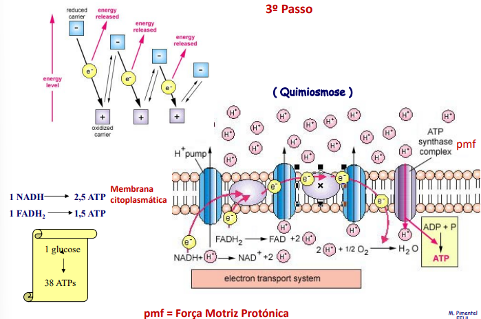 <p>As moléculas de elevado poder redutor obtidas..</p><p>Há uma dif de potencial, isso cria uma força motriz protónica.</p><p>O complexo da ATP sintase.</p><p>1 glucose origina 38 ATPs</p>