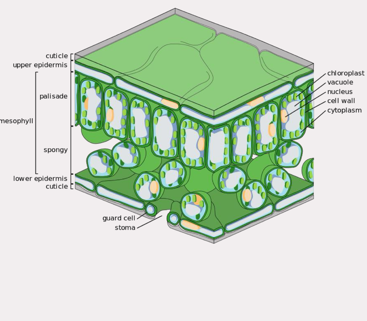 <p>protection, but can be more specific</p><p>single layer of tightly packed cells, effectively skin</p><p>leaves and sometimes stems have cuticle</p>