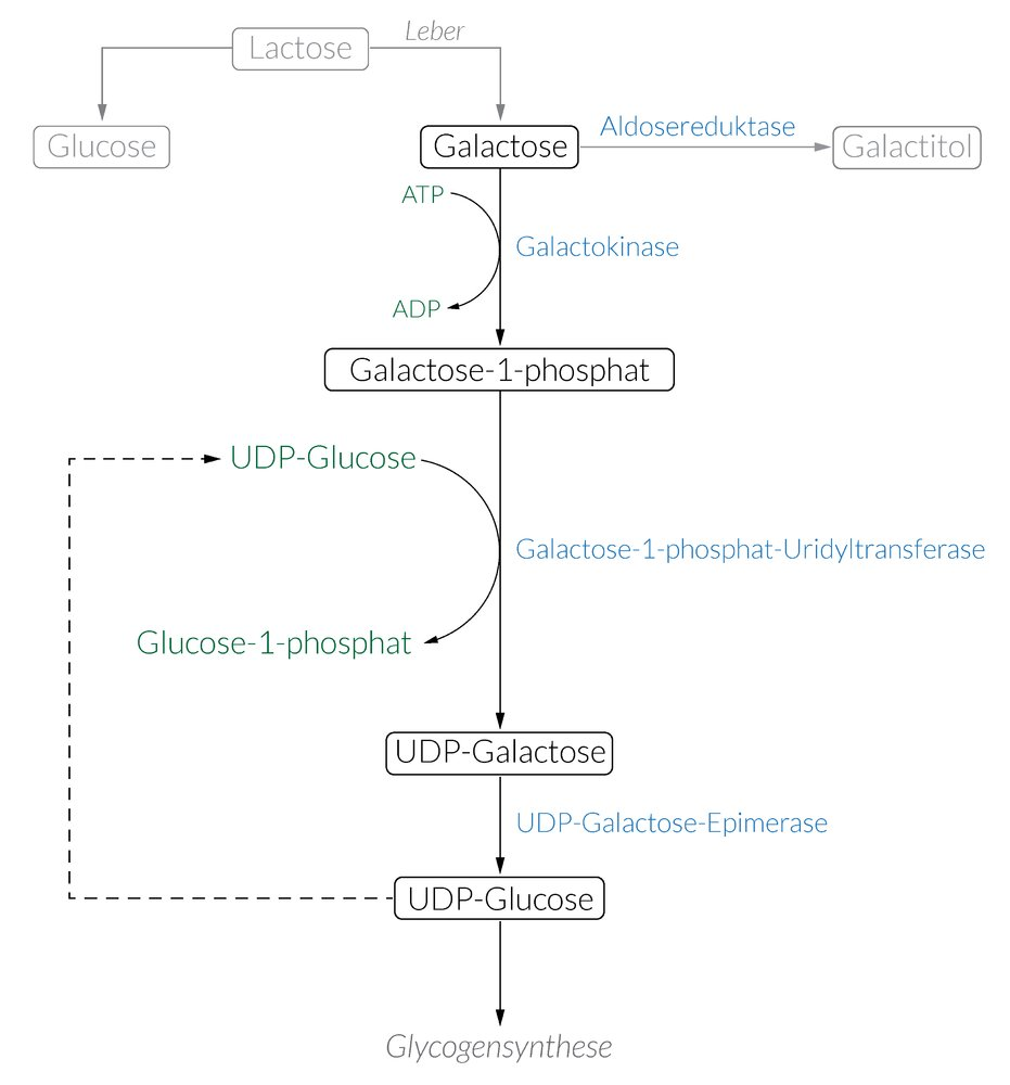 <p>C. Galactose-1-phosphate</p>