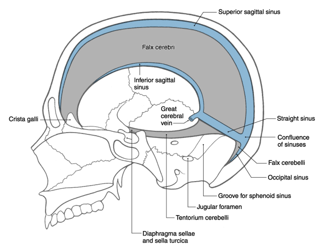 <p>longitudinal cerebral; crista galli; internal occipital protuberance </p>
