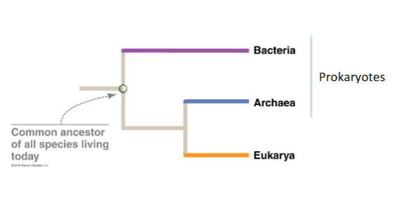 <p>bacteria, archaea, eukarya </p>