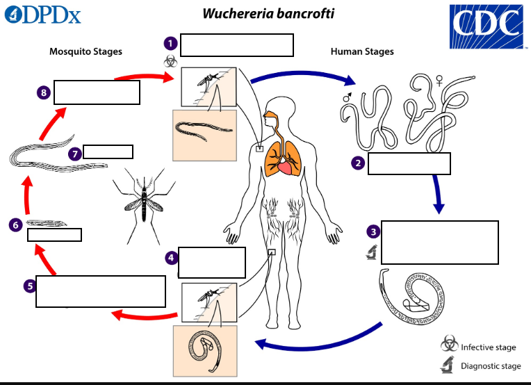 <p>(7) The third-stage infective larvae migrate through the<strong><em>_______</em></strong> to the mosquito’s prosbocis (8) and can infect another human when the mosquito takes a blood meal</p>
