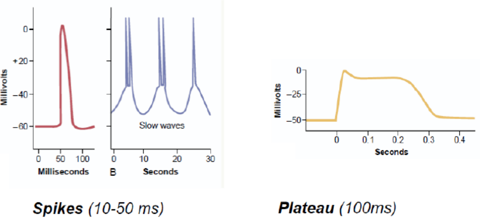 <p>O musculo liso pode ter diferentes aspetos : spikes (contrações rapidas) ou plateau (mto duradouras) - contração que dure muito tempo. </p><p>Plateau é explicada por canais de voltagem de calcio que ficam abertas por muto tempo</p>